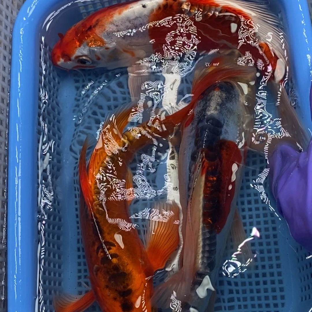 锦鲤冷水锦鲤包邮