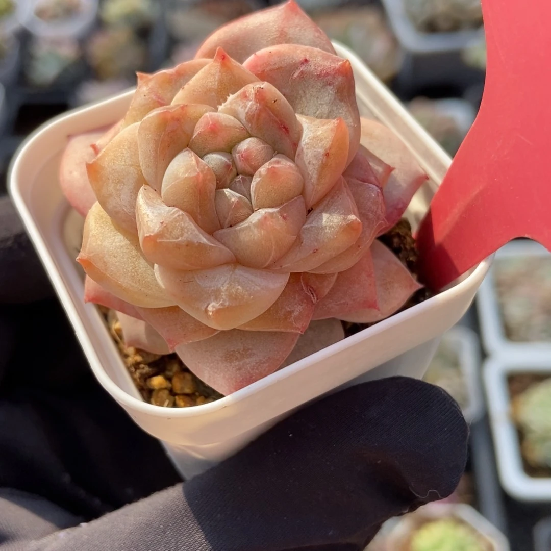 256粉钻多肉植物