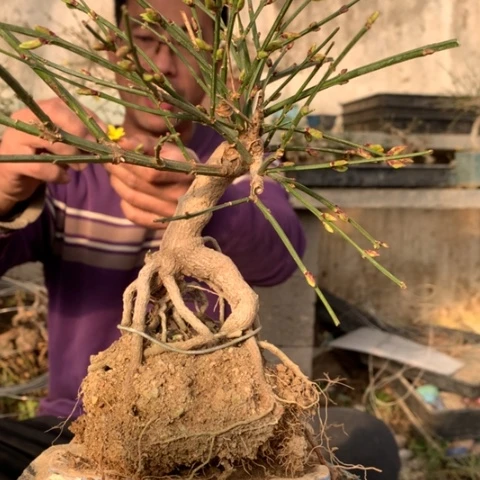 完全开放迎春花一颗