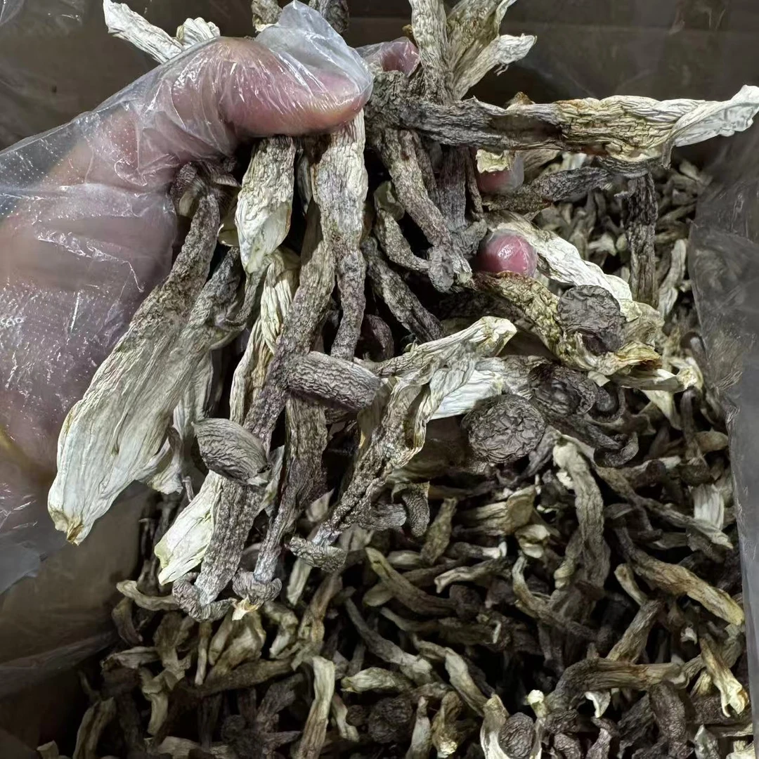 【益娜娜专属】鹿茸菇炒焖煲汤 500g