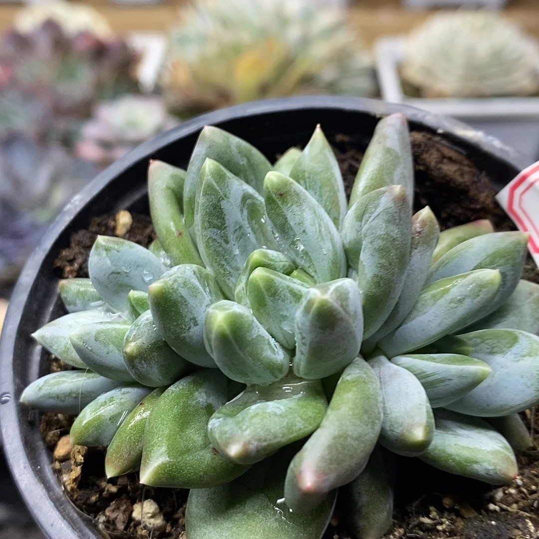 13170 重楼自然群