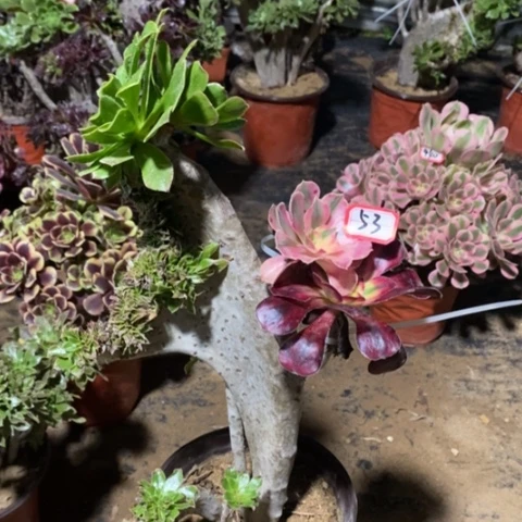 原始绿缀一物一拍