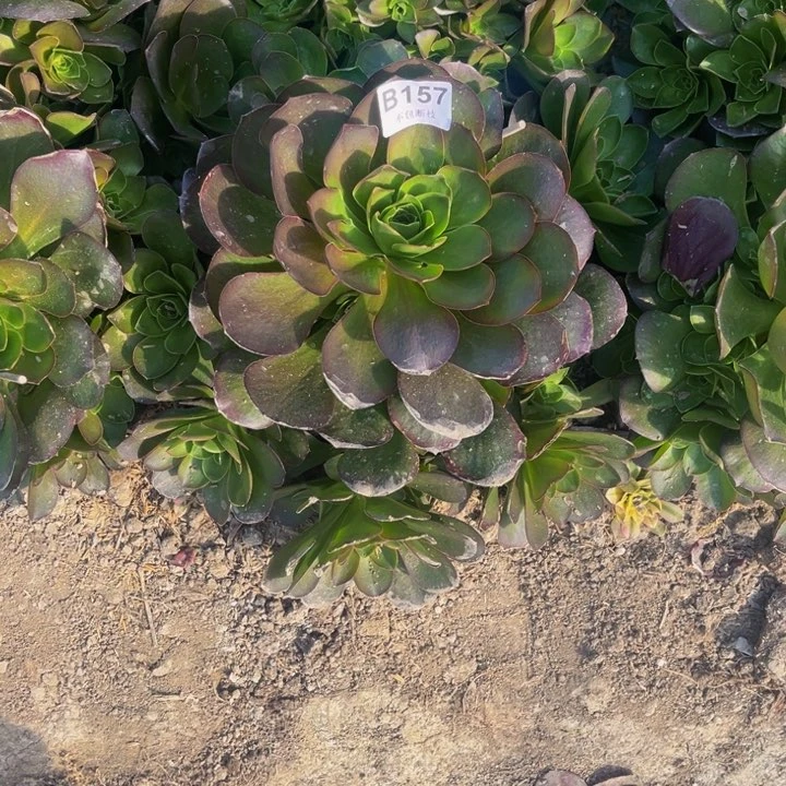 凤157魅金多肉法师不包断枝