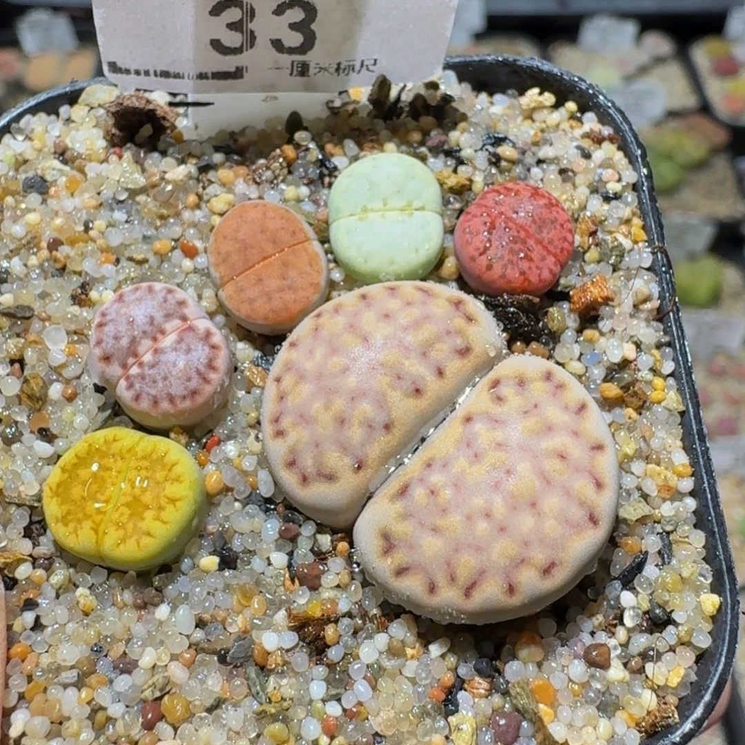 Ssss生石花多肉33