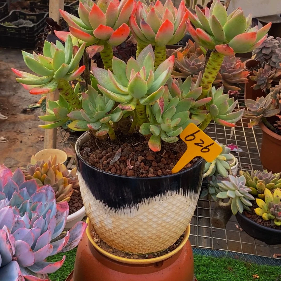 @***去芒果美人626/加运费50元，多退