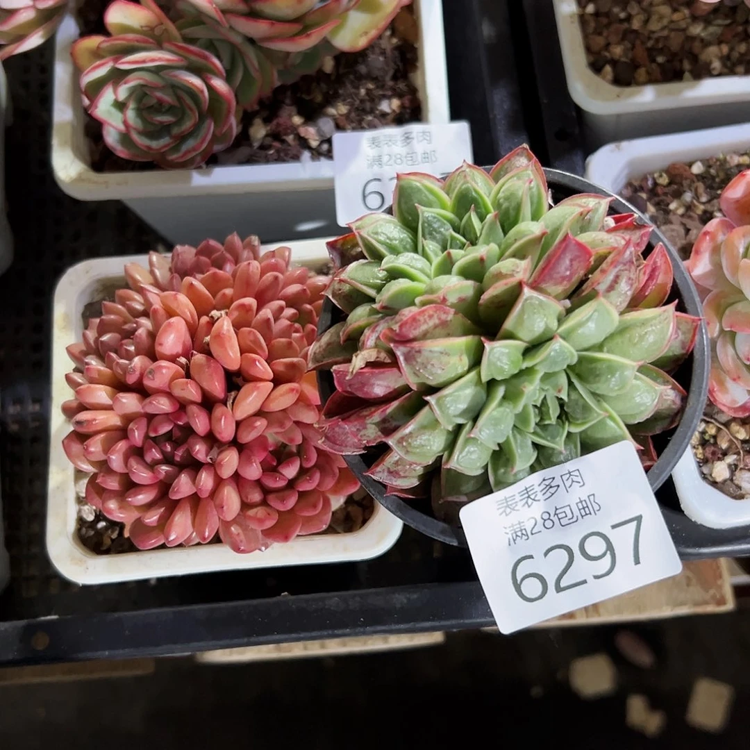 9号爱**?我们的确是6297