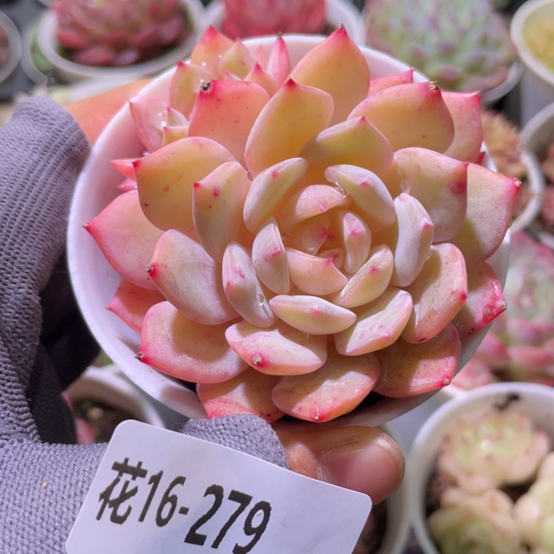 花利美16-279新品