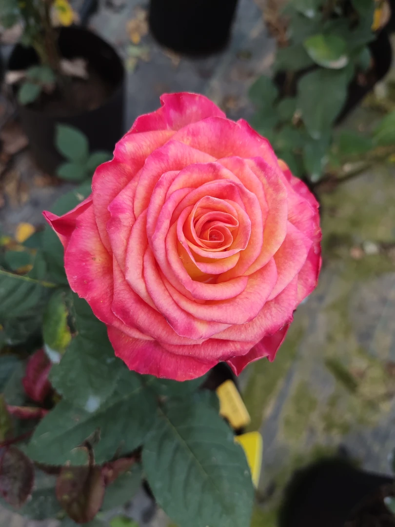 大花渐变色切花月季盆栽室内外易养护爆花品种