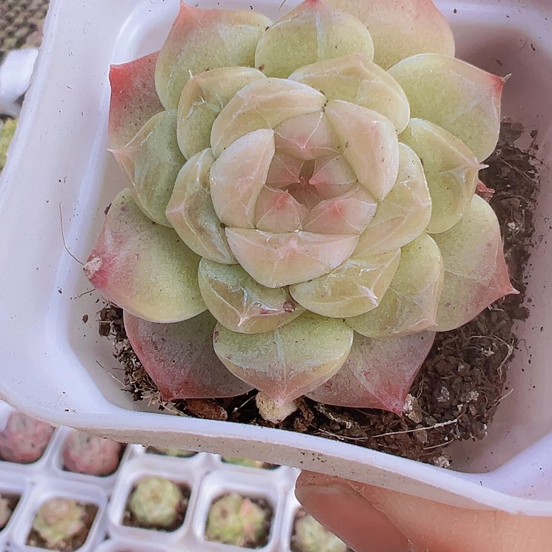 冰雪珍妮19包邮多肉