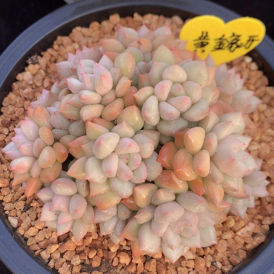 黄金象牙多肉一物一拍