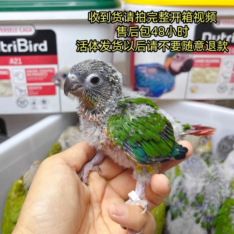 手养鹦鹉宠物雏鸟活体黄边凤梨观赏鹦鹉会说话宠物活体顺丰包邮