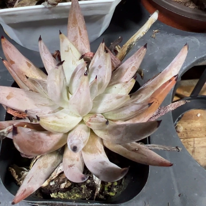莫抓老桩多肉植物多肉植物