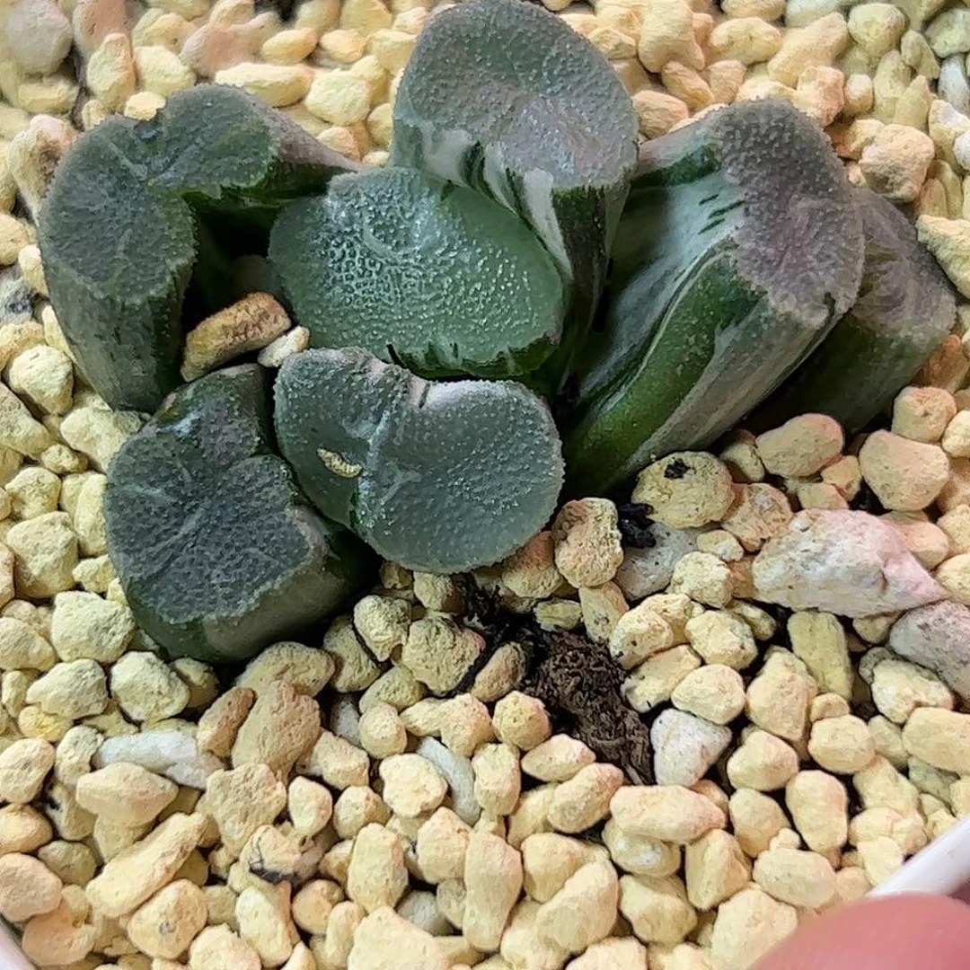 望乡锦十二卷多肉植物