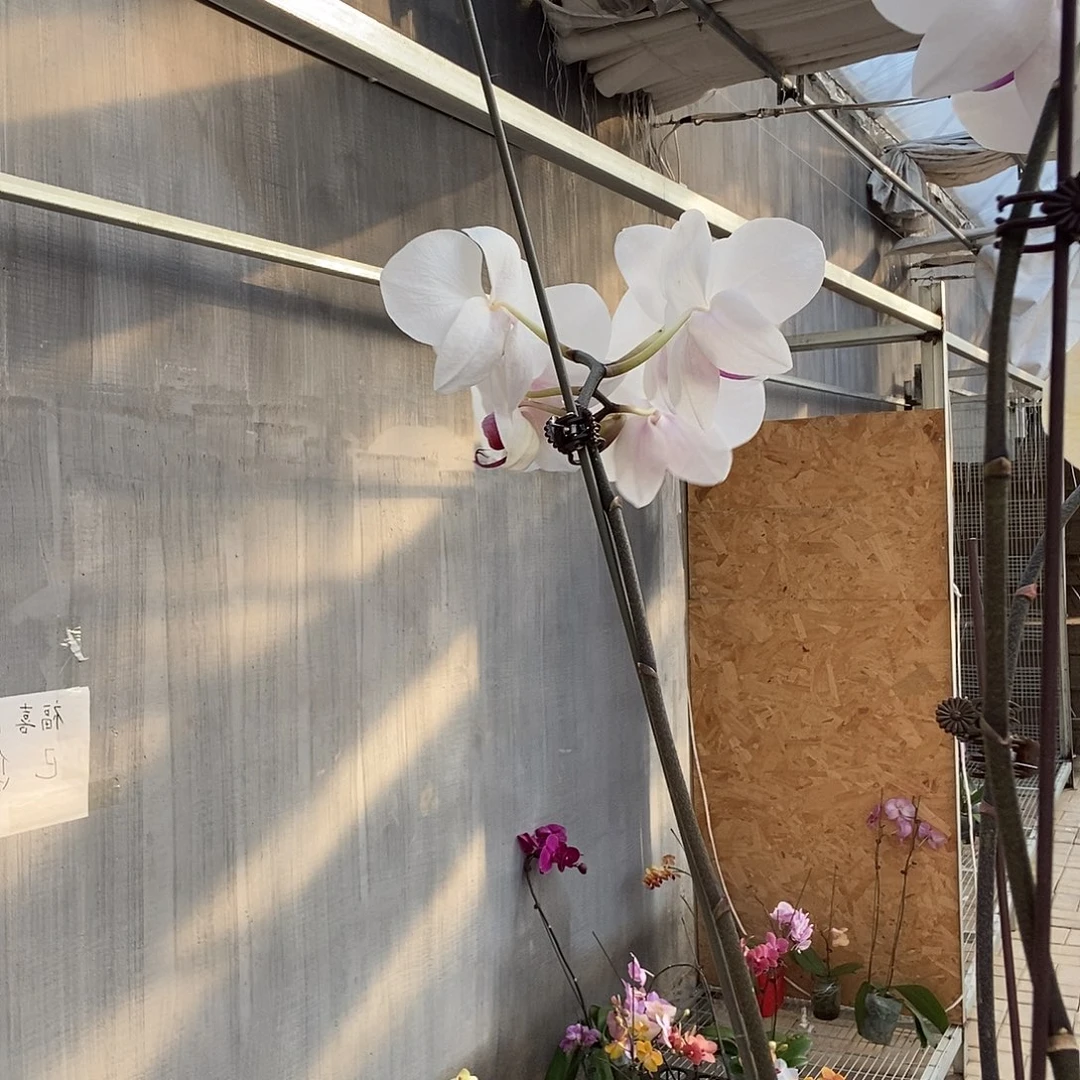 ****岳完全开放岳岳001。