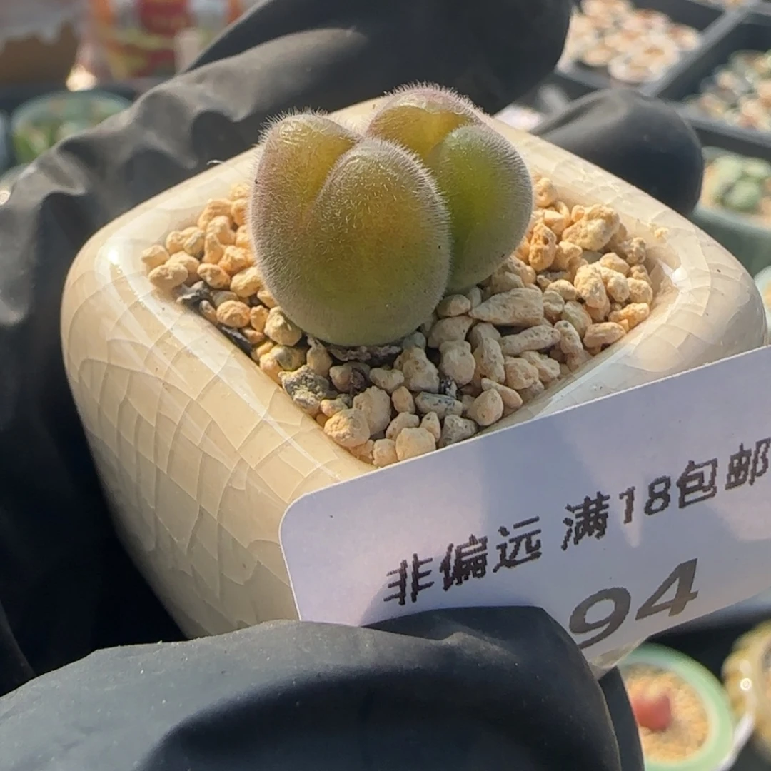 8194--一物一拍 带盆