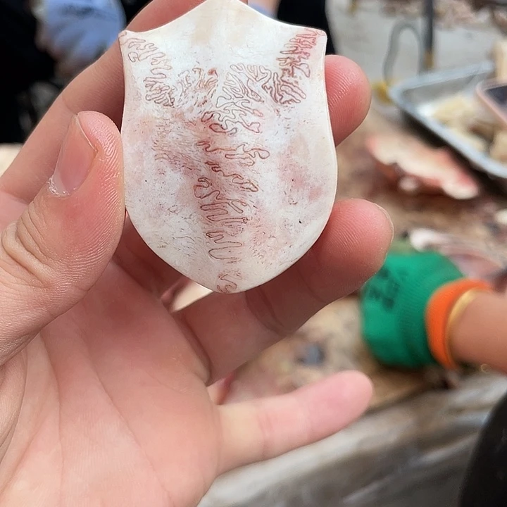 养殖鹿头骨 制作工艺品
