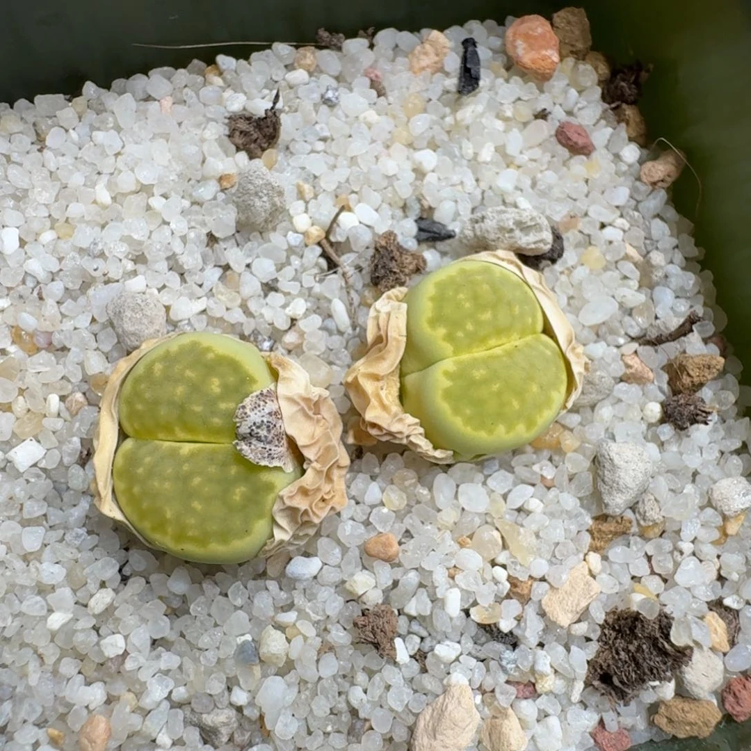 L****n0527-51绿饼干干