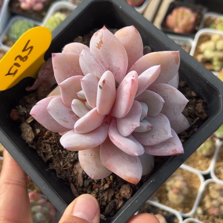 韩货奶茶双头老桩5135