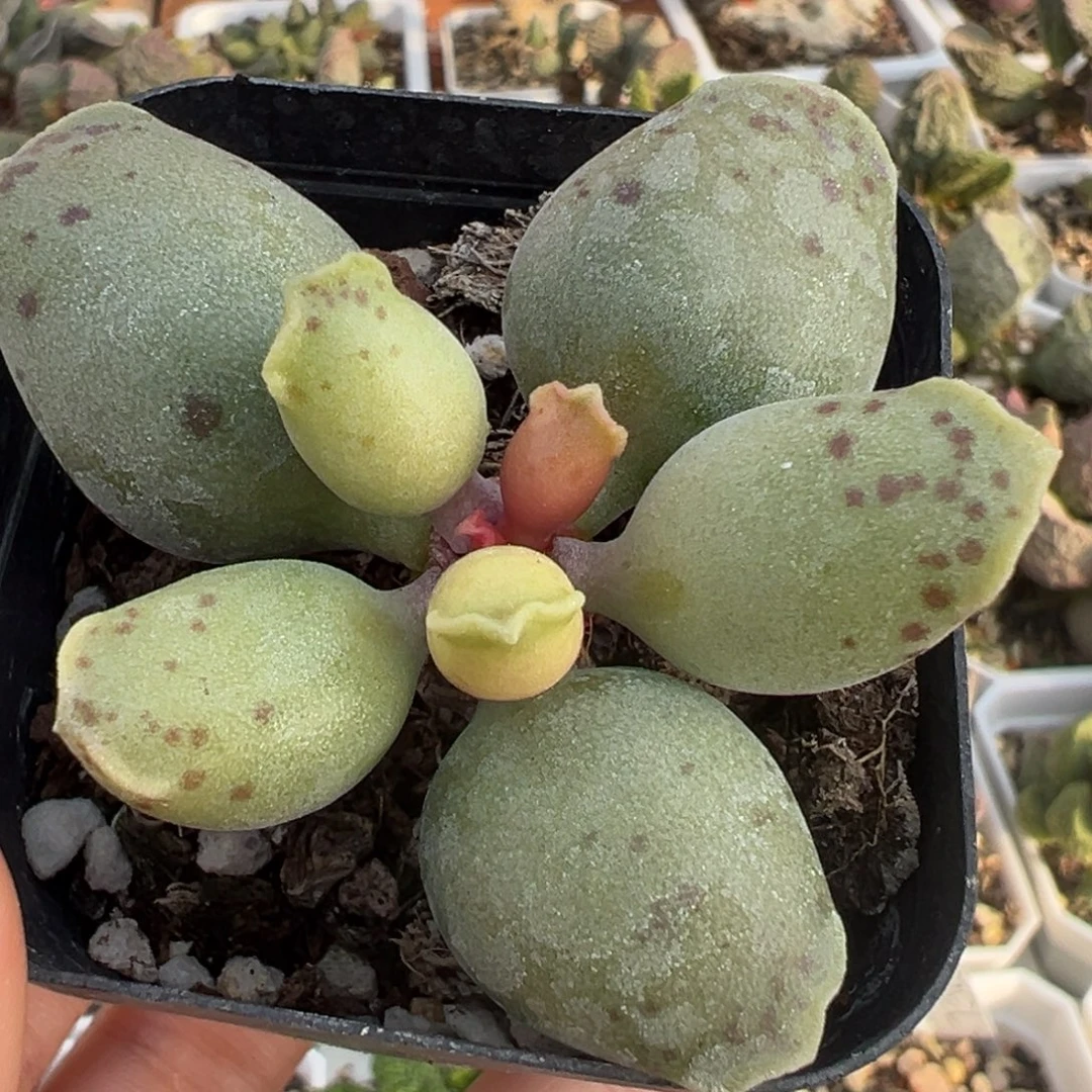 黄金海豹单头纯木质桩多肉植物