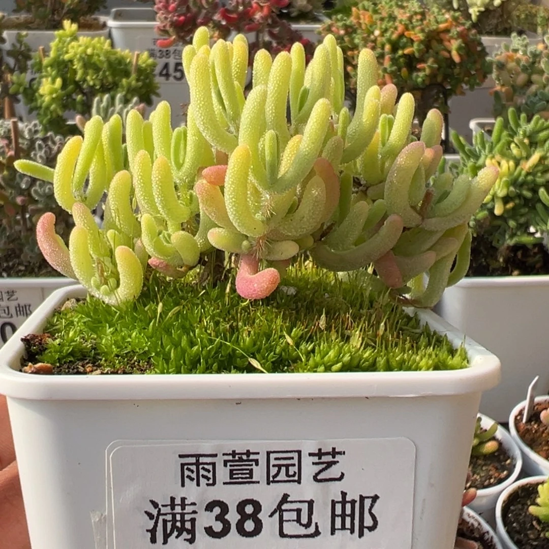 18-934钻石黄锦老桩冠幅7.5厘米