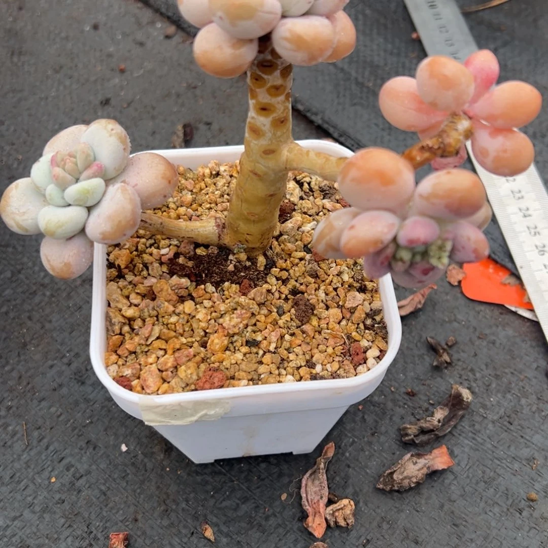 一***兔大红洛神 脱土 迎客松造型