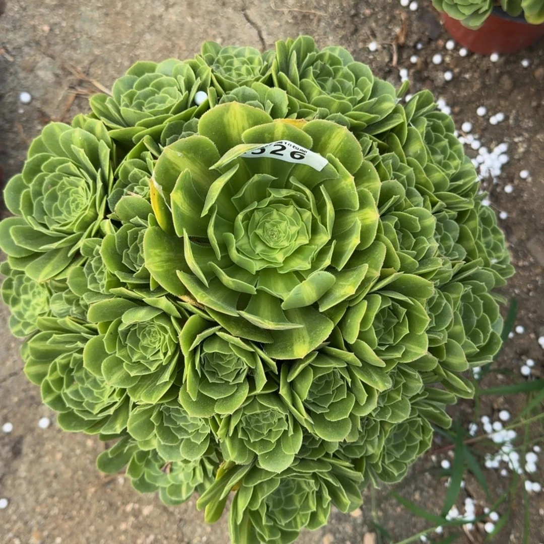 526翡翠琉璃多肉植物