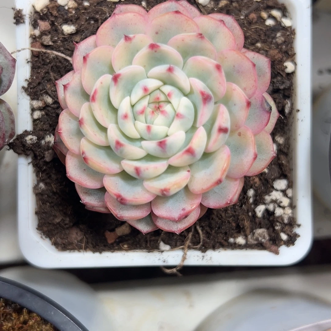 满38包邮姬莲锦多肉