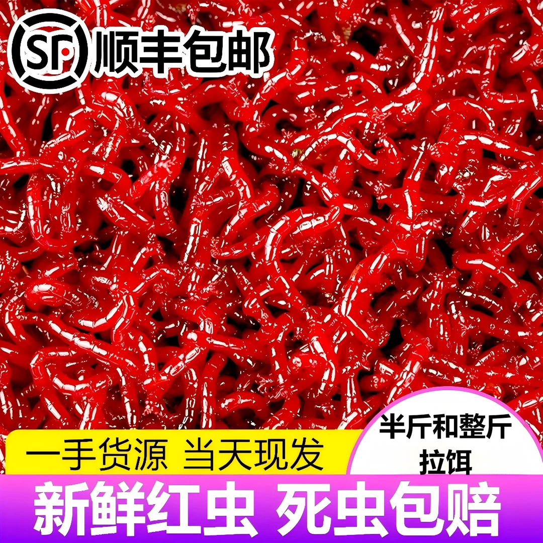 【整斤拉饵】  鲜活红虫！死虫包赔全国1-2天到货!