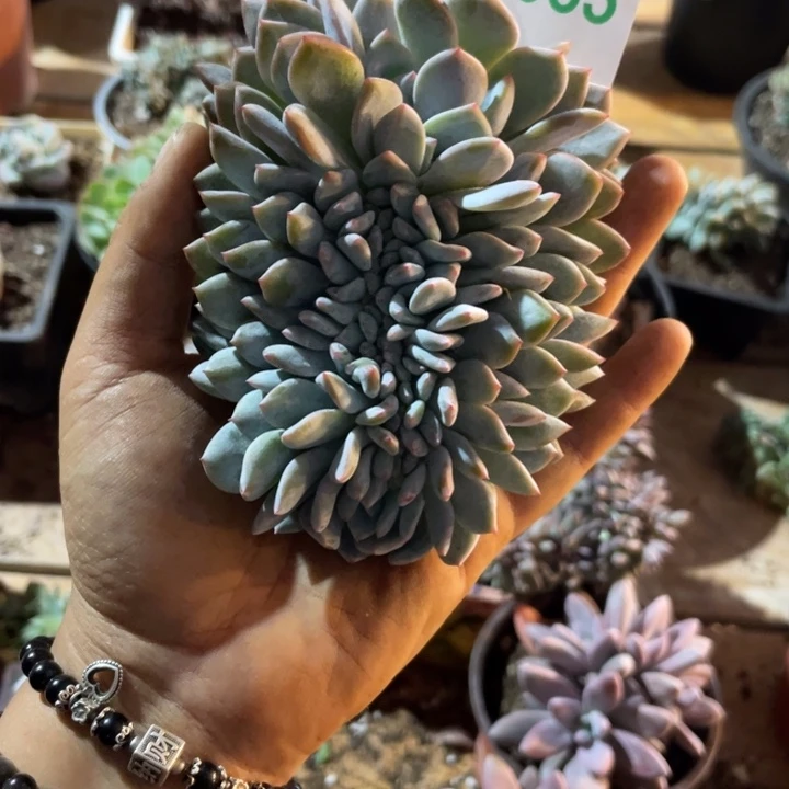 永***里哈哈哈哈哈哈哈065