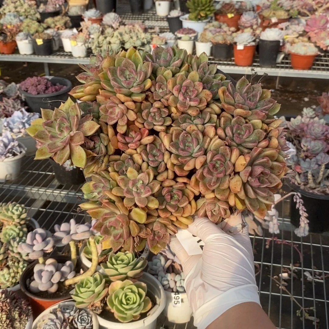 012璀璨老桩一物一拍