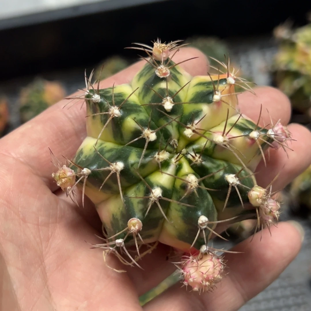 白衣天使侧芽自根脱土发货