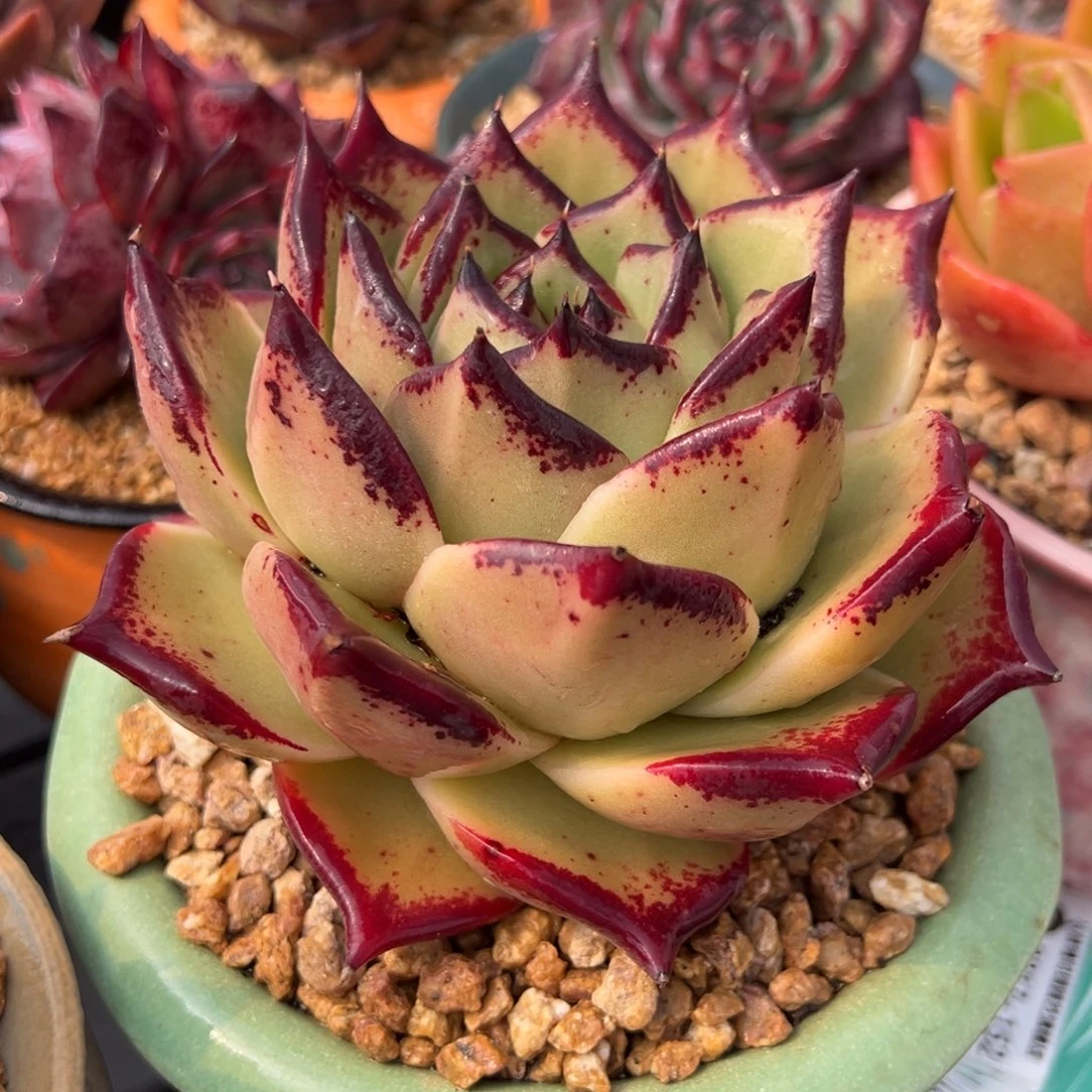 从前慢多肉精选编号0217.152