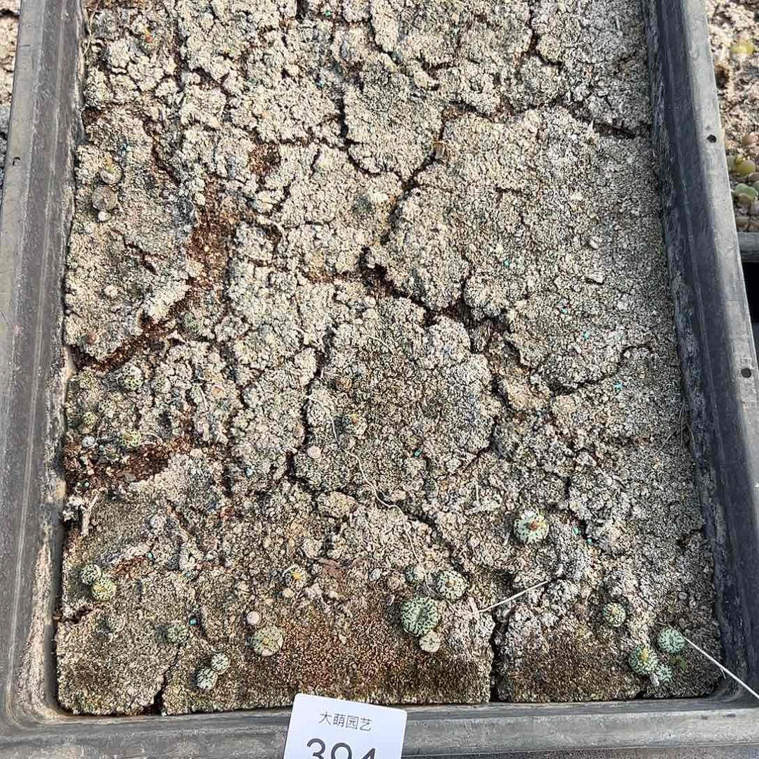 清框脱土发默认有疤394