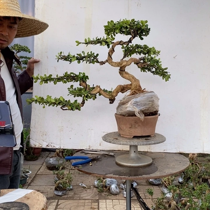 黄杨木雕作品欣赏！