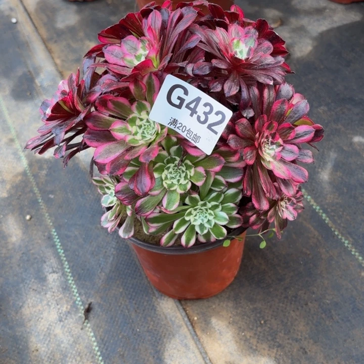 瑞妈，，。。。。。432同花顺，