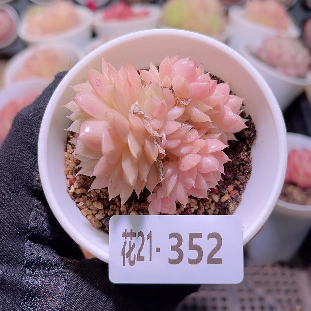 花利美21-352麦秆群