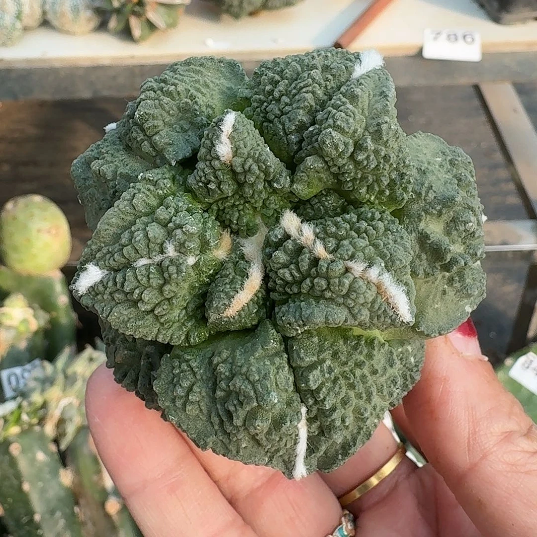 全部花朵大尤哥怒063