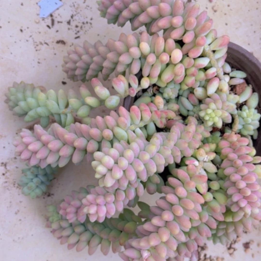 【闪购商品】玉坠16164