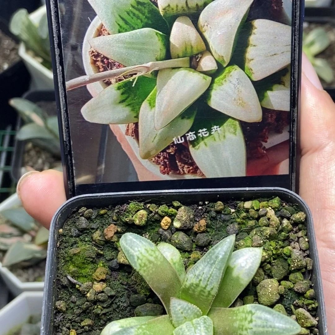 德鲁白实生寿一物一拍