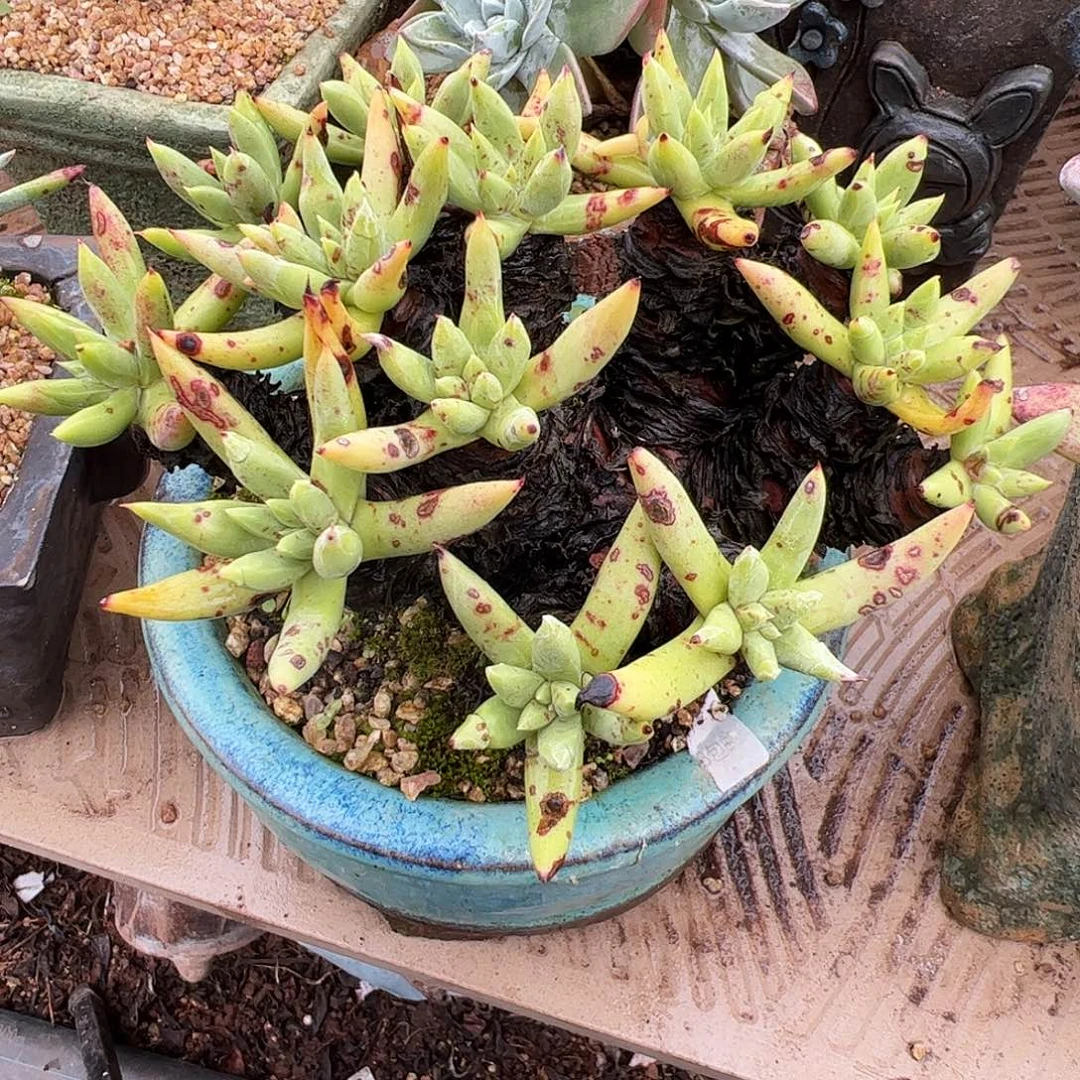 3566韩货绿菊仙女杯