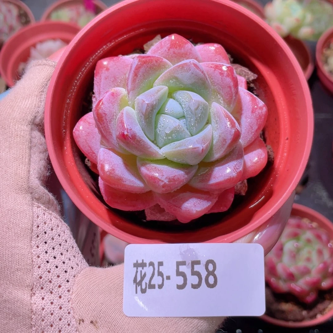 花利美25-558冰玉