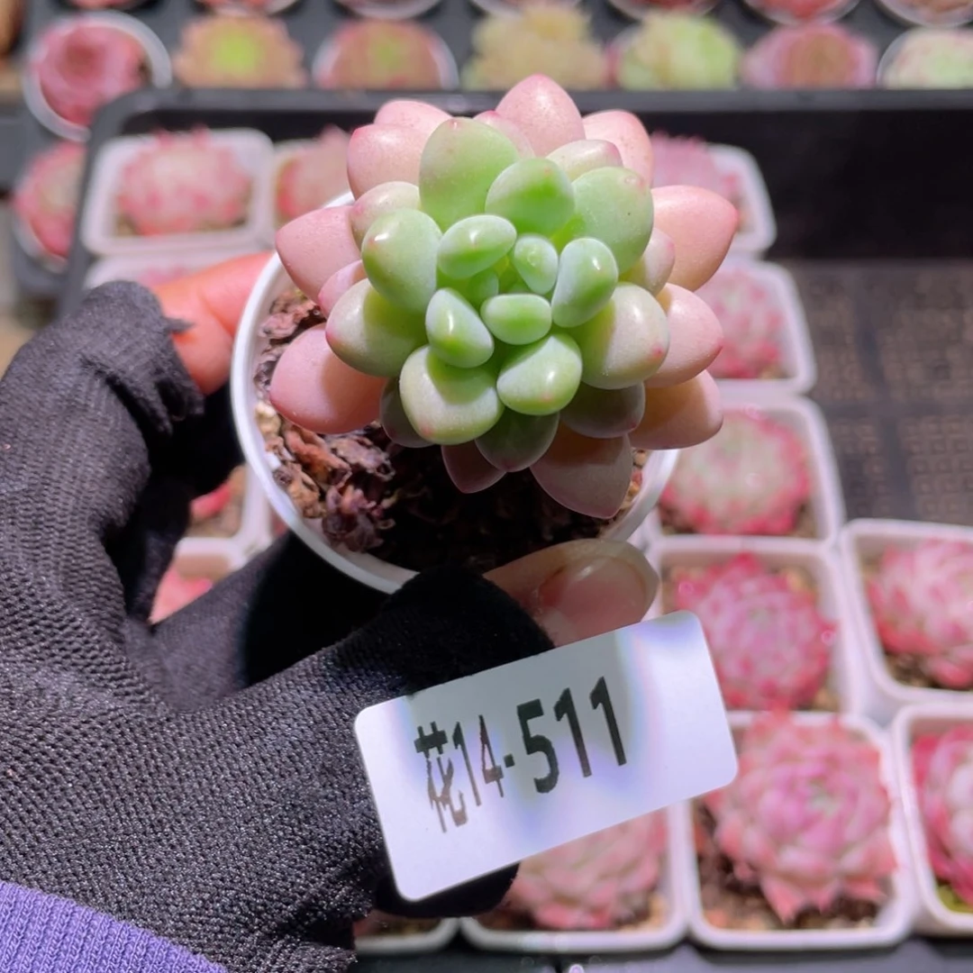 花利美14-511洛可可
