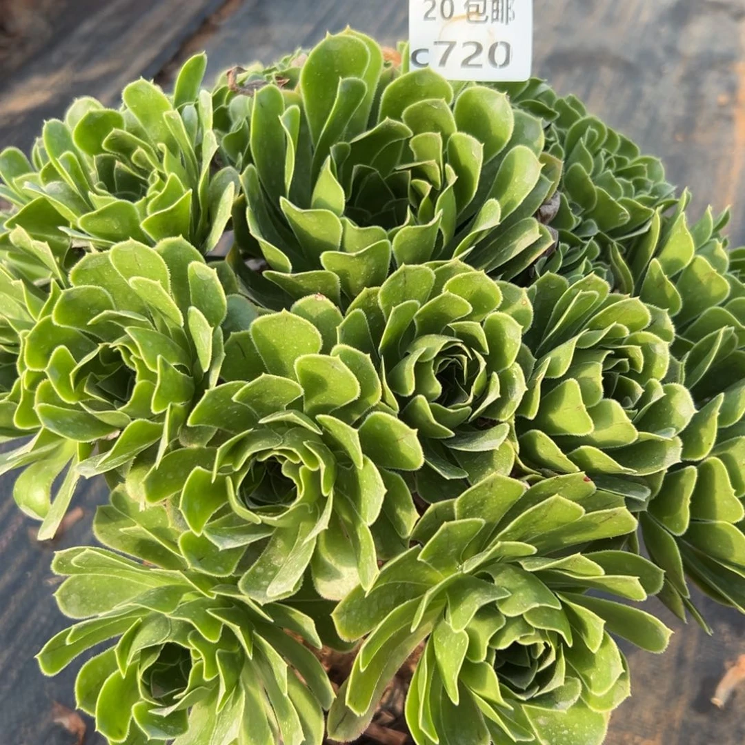 720绿色心情，多肉法师