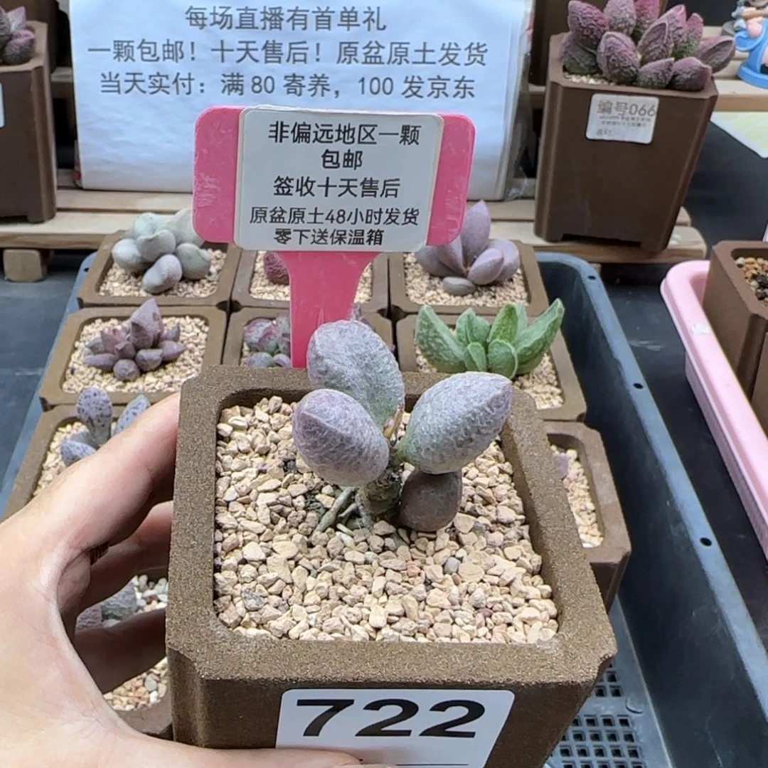 小*条722吉尔多肉植物