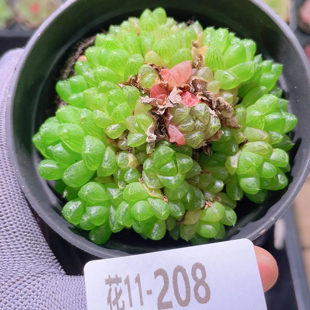 花利美11-208草玉露