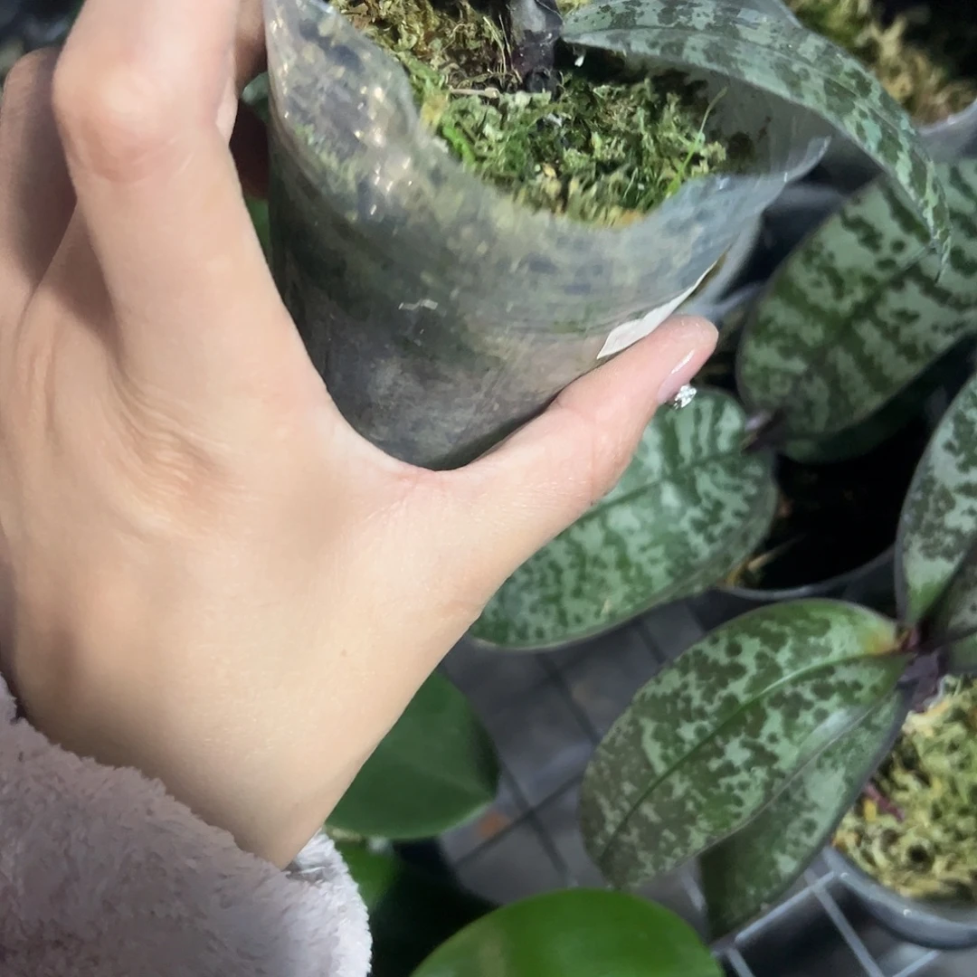 当前无花栽培后可以开花西处理苗无叶心