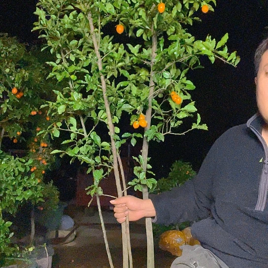 无花朵金弹子庭院地景母桩