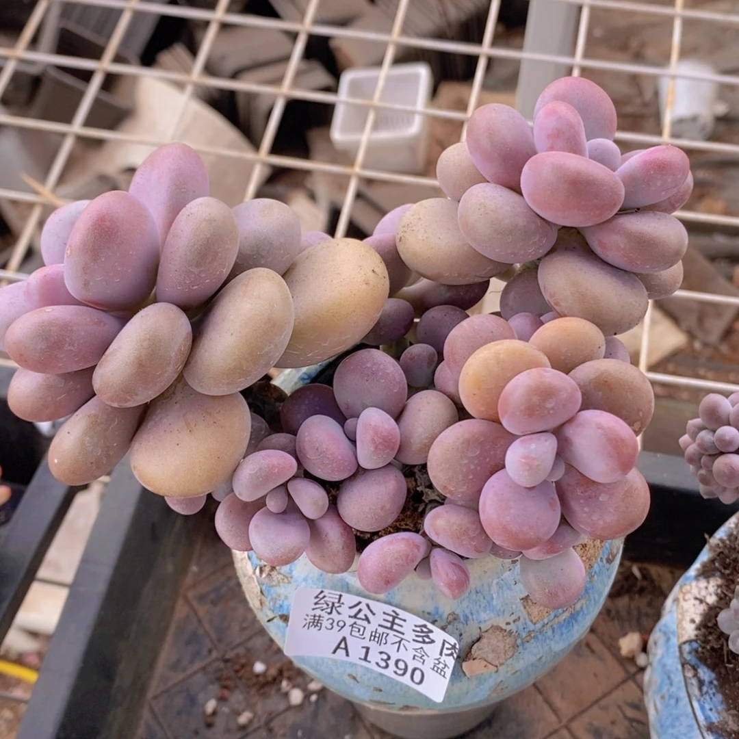 腰子桃蛋13cm1390多肉植物
