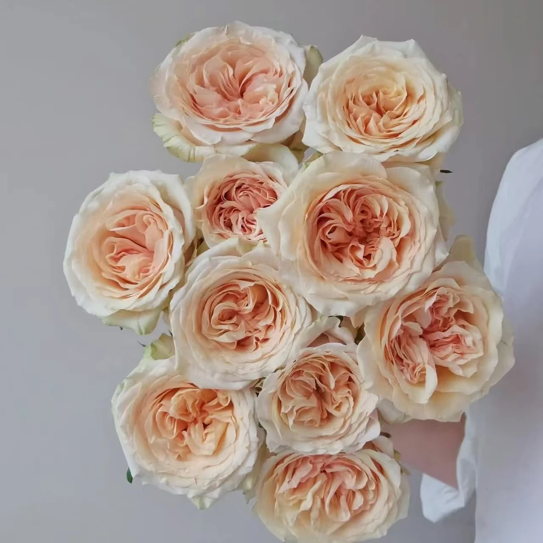 10枝拾季单头玫瑰 【两单顺丰冷链或京东快递】云南鲜花基地直发