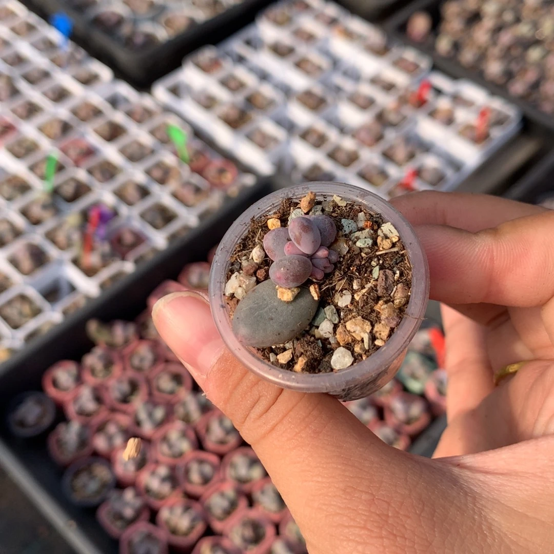 韩国彩虹奶 不凑满28发一片叶片到付